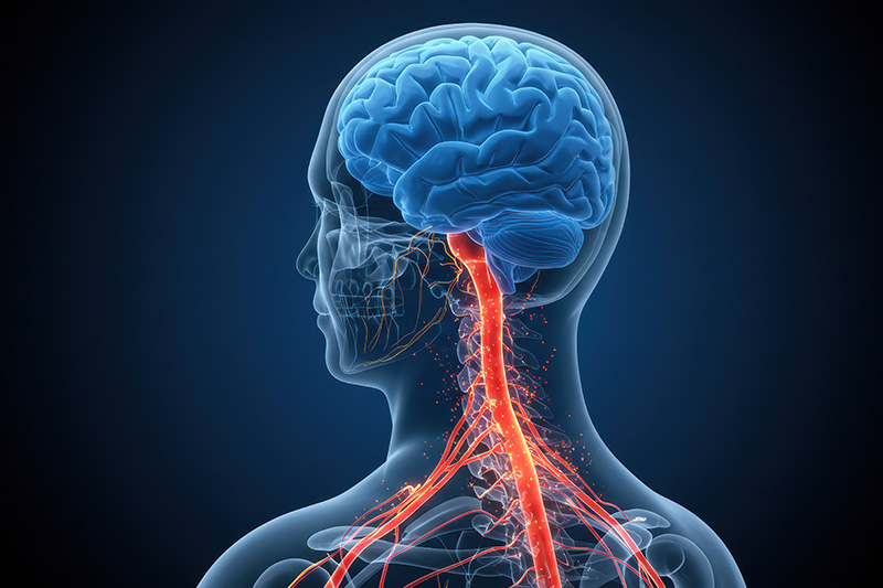 Recorrido anatómico del nervio vago desde el cerebro hasta el abdomen