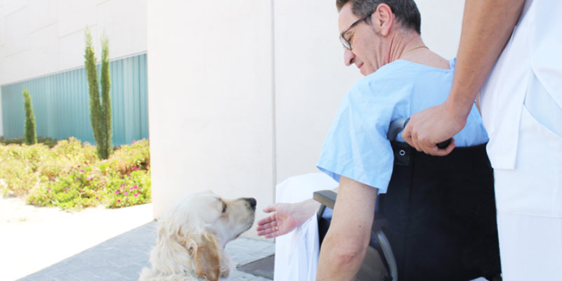 Ribera Salud y el Colegio de Veterinarios de Alicante crean un protocolo para permitir visitas de mascotas a los pacientes ingresados.